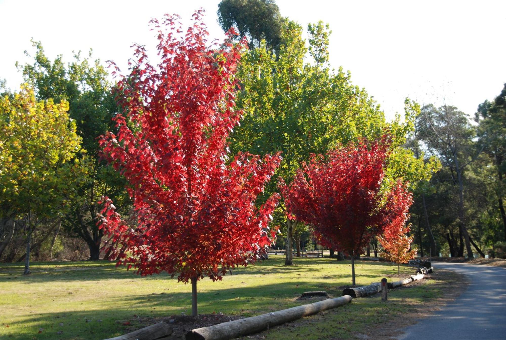 Beechworth Lake Sambell Caravan Park ภายนอก รูปภาพ